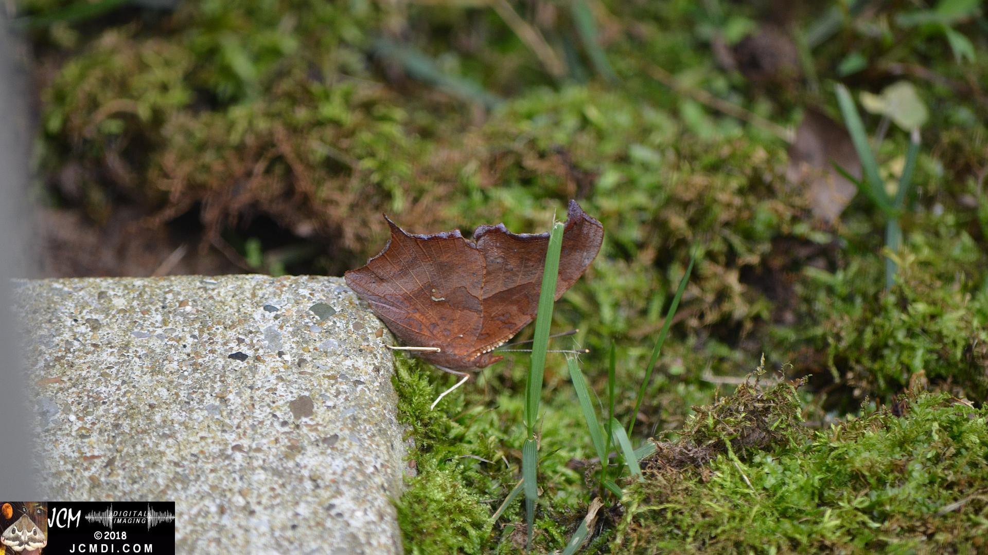 Question Mark Butterfly on moss (Nikon D5100)